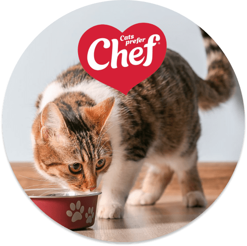 Chef cat food pouches best sale